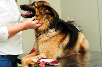Hospital Veterinário necessita de doadores de sangue canino