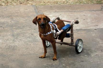 Hospital Veterinário necessita de doadores de sangue canino