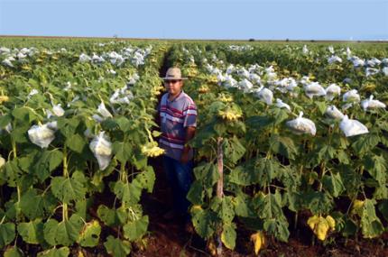 Agronomia: da sala de aula direto para o mercado de trabalho