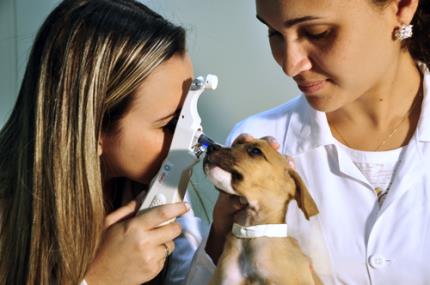Atendimentos no Hospital Veterinário retornam dia 29