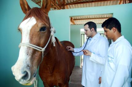 Hospital Veterinário amplia espaço de cavalariça em 128 m²
