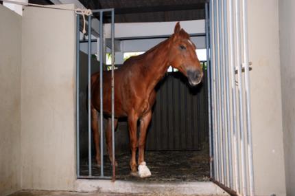 Hospital Veterinário amplia espaço de cavalariça em 128 m²