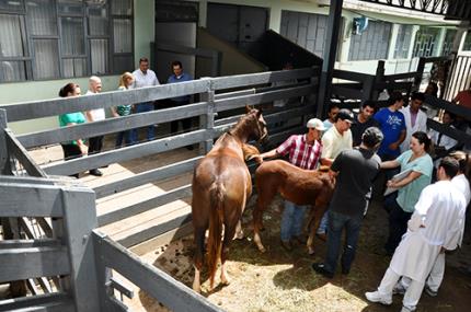 Estudante dos EUA elogia estrutura do Hospital Veterinário