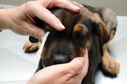 HV promove campanha sobre doença do “olho seco” em cães