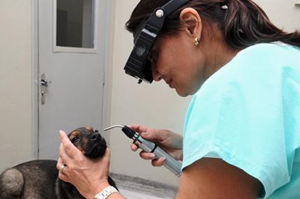 HV promove campanha sobre doença do “olho seco” em cães
