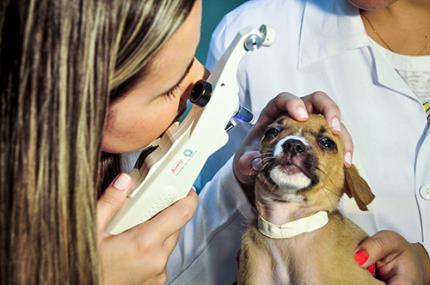 Veterinários especializados são valorizados no mercado