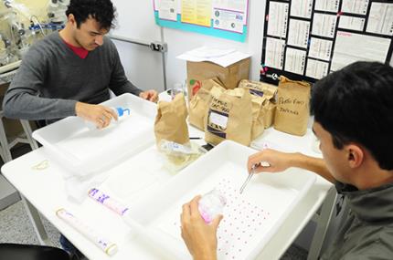 Pesquisas levantam potencial de cultivo do arroz japônico