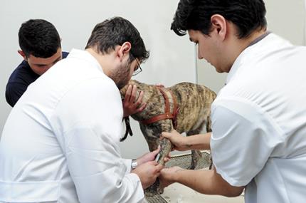 Feira de adoção e exames gratuitos marcam Dia do Veterinário