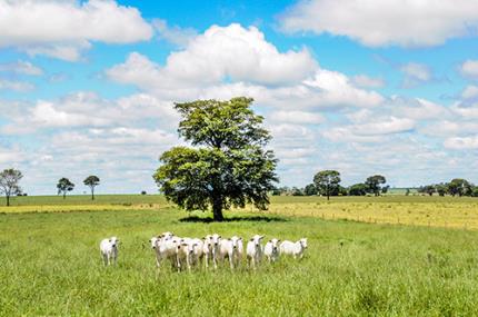 Dia de Campo traz alternativas para o produtor rural