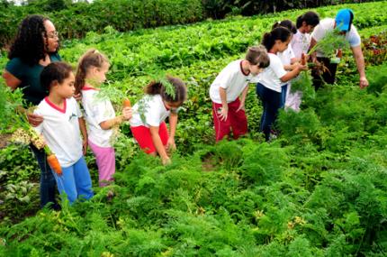 Escola Catarina Martins Artero quer implantar horta suspensa