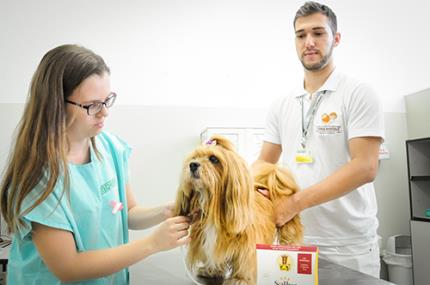 Coleiras que previnem a leishmaniose são doadas ao HV