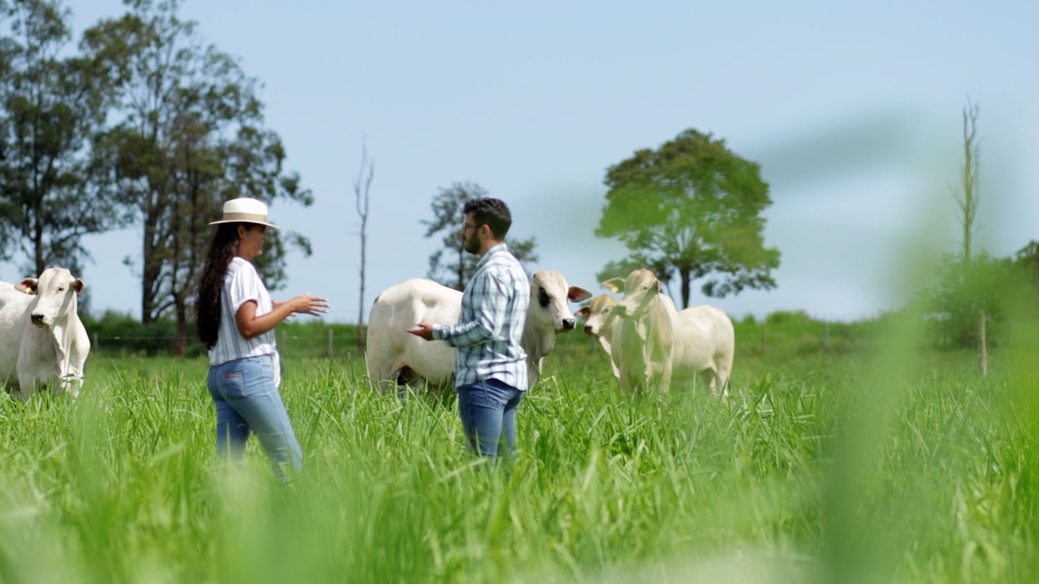 Integração Lavoura-Pecuária (ILP) garante sustentabilidade ao produtor rural