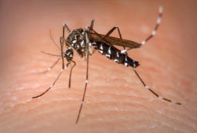 Notícias do Meio: a dengue