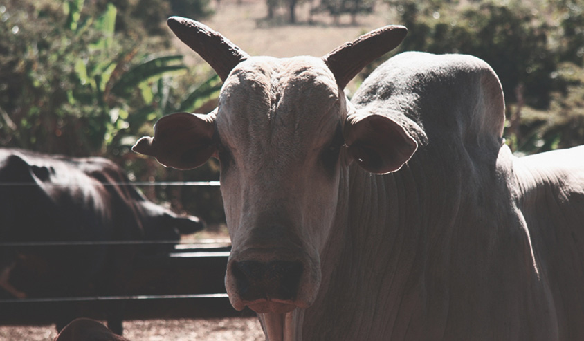 Curso Técnico em Agropecuária