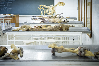 Laboratório de Anatomia Animal 1 e 2: tem como principal objetivo dar suporte aos acadêmicos em atividades de dissecação e preparo de peças anatômicas de animais 