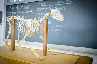 Laboratório de Anatomia Animal 1 e 2: tem como principal objetivo dar suporte aos acadêmicos em atividades de dissecação e preparo de peças anatômicas de animais 