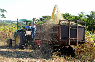 Produção de Silagem