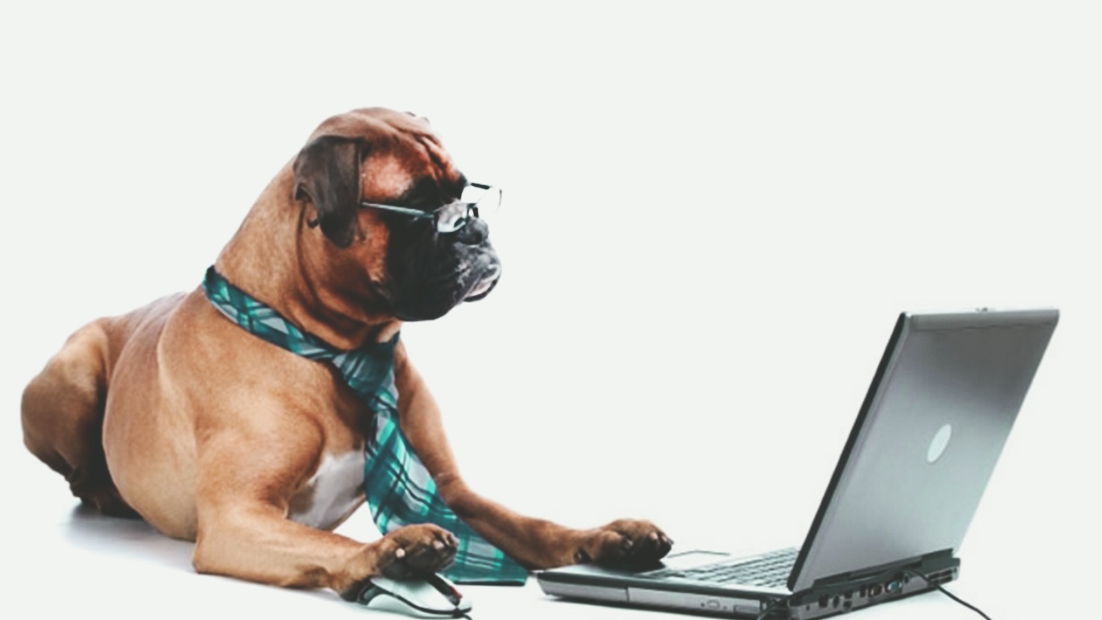 Gestão de Clinicas Veterinárias e PetShop