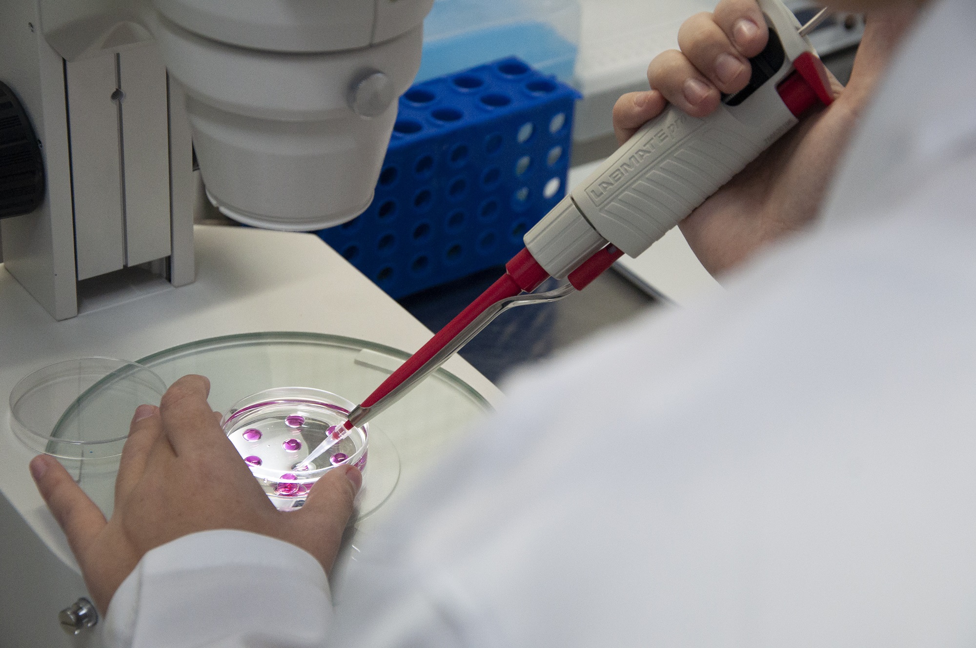 Teórico de Transferência de Embriões (TE) Bovinos Produzidos in vitro