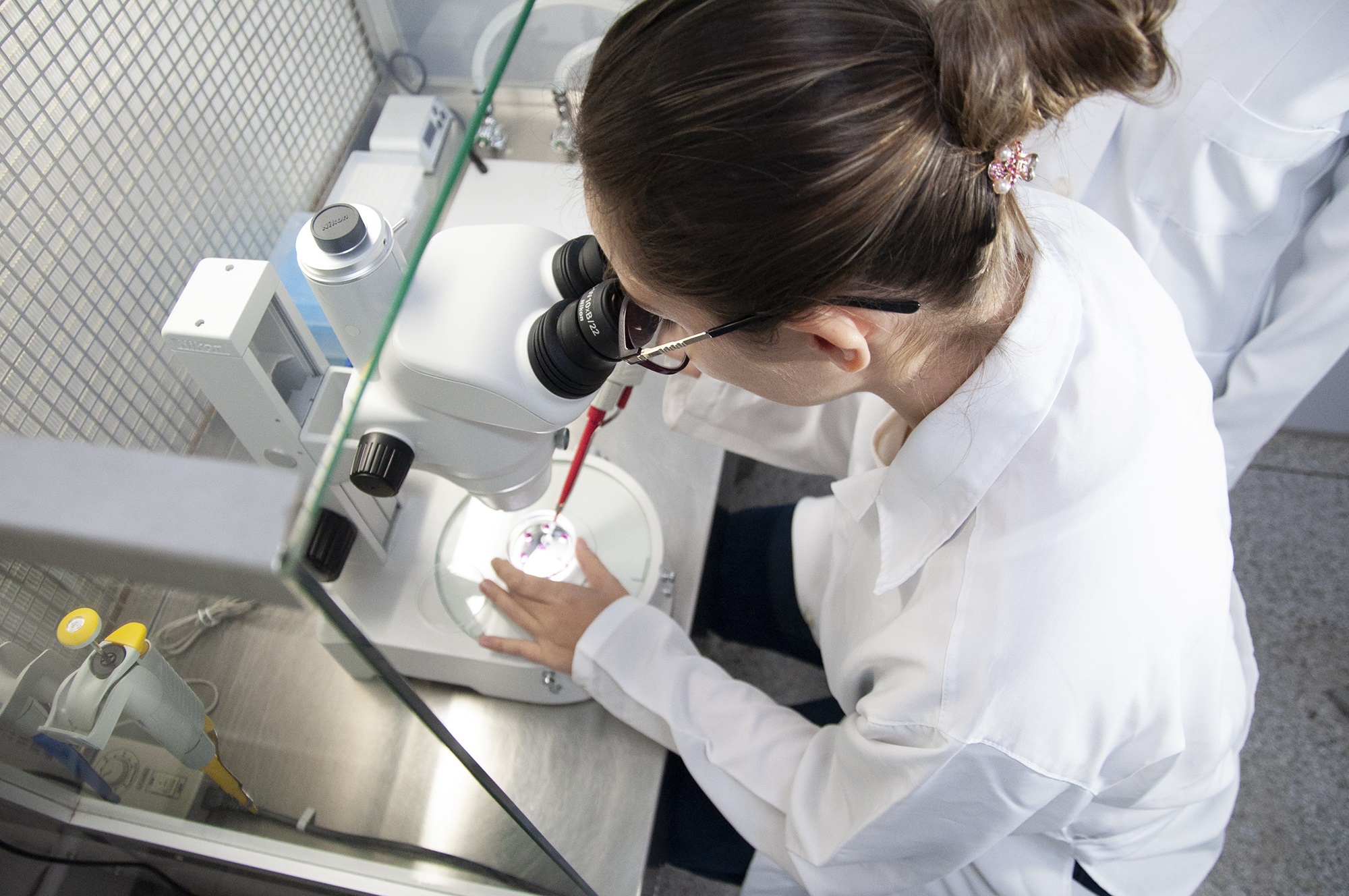 Teórico e Prático de Transferência de Embriôes (TE) Bovinos Produzidos in Vitro