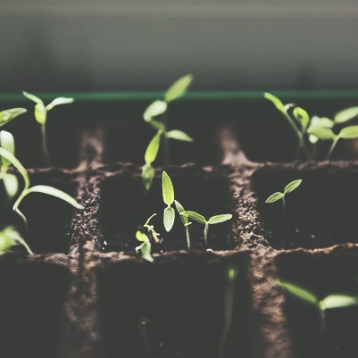 Teste Padrão de Germinação
