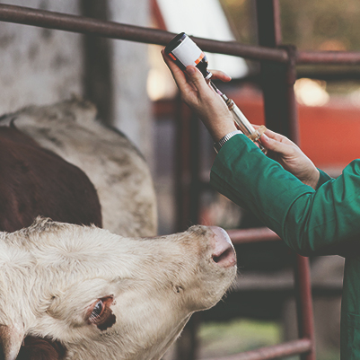 Treinamento em Mét. de Diagnóstico e Controle da Bruc. e Tuberculose Animal e de Noções em E. E. T.