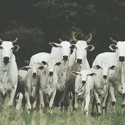 Fundamentos dos protocolos hormonais para IATF (Inseminação Artificial em Tempo Fixo) em bovinos                                                                                                                                                               