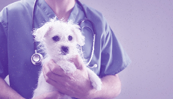 Clínica e Cirurgia de Pequenos Animais - Turma 18                                                                                                                                                                                                              