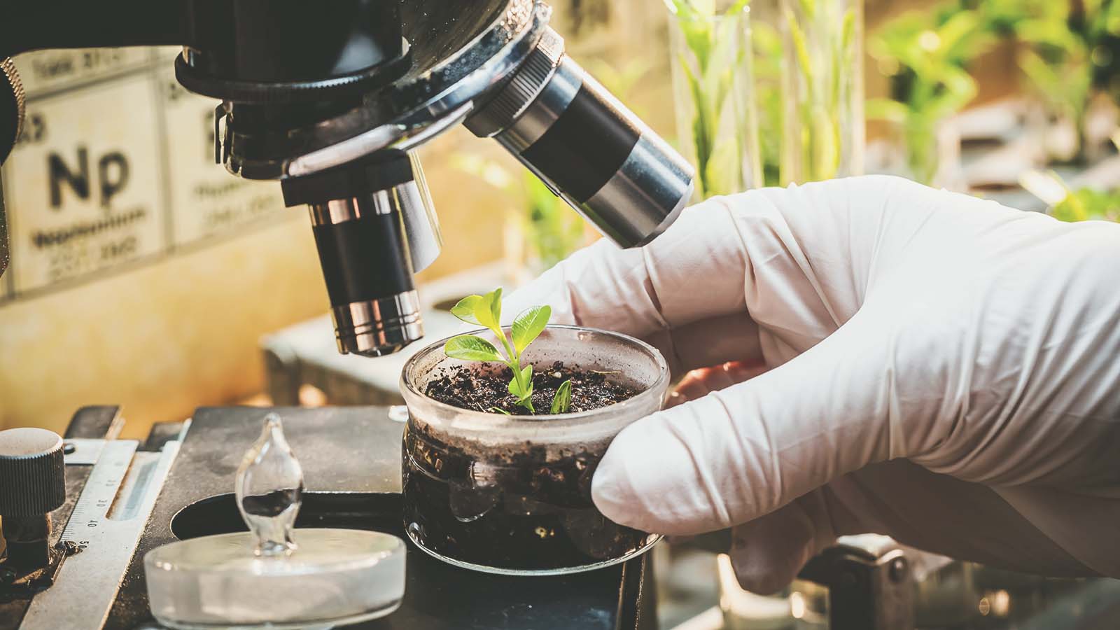 Análise de Sementes: Teste Padrão de Germinação e Teste de Vigor - Importância e Utilização