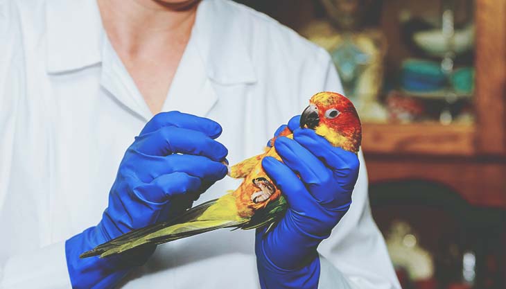 Medicina da Conservação e Gestão em Empreendimentos de Fauna