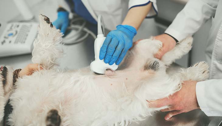 Ultrassonografia abdominal - Sistema Urinário: bexiga urinária e uretra, rins e ureteres                                                                                                                                                                       