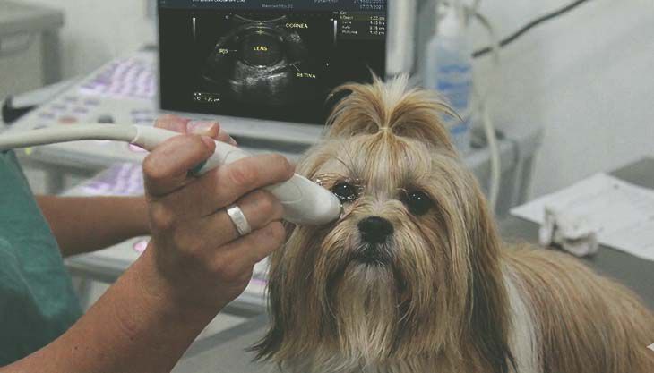 Ultrassonografia ocular em cães e gatos - Turma 02                                                                                                                                                                                                             