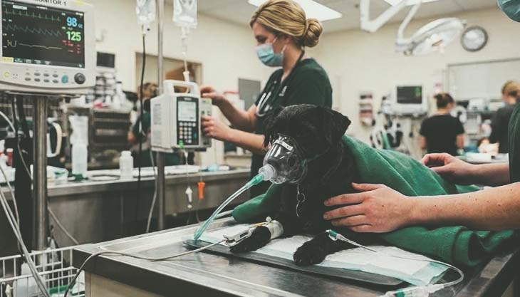 Emergência Clinica e Intensivísmo de Pequenos Animais                                                                                                                                                                                                          