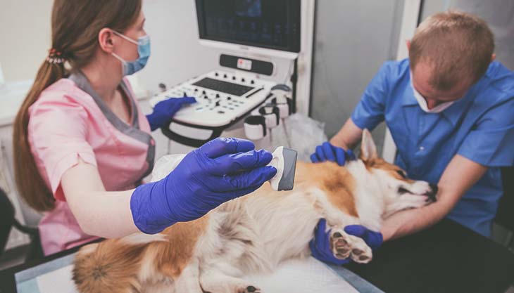 Ultrassonografia musculoesquelética em cães                                                                                                                                                                                                                    