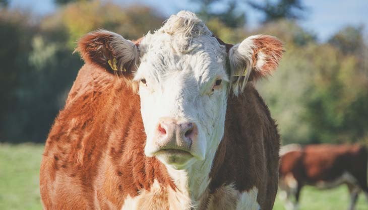 Treinamento em Métodos de Diagnóstico e Controle da Brucelose e da Tuberculose Bovina e Bubalina - 6° turma                                                                                                                                                    