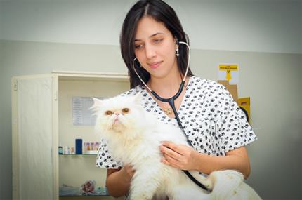 Capacitação técnica e aprimoramento preparam para o mercado