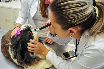 Experimento com célula tronco busca cura de olho seco em cão