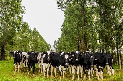 Investimento em rebanho leiteiro beneficiará a região