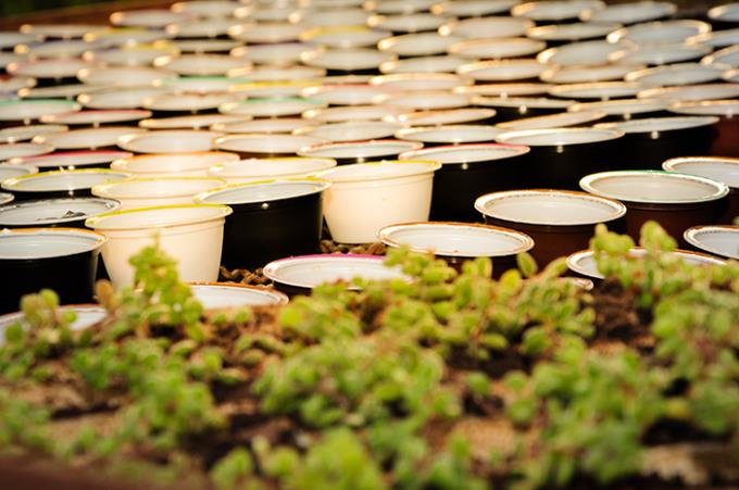 Ação sustentável reaproveita mais de mil cápsulas de café
