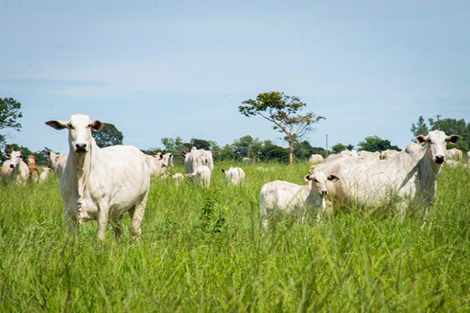 Pesquisa aponta fatores para melhor taxa de prenhez bovina