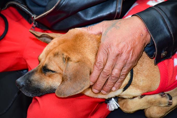 Cães de moradores de rua são atendidos gratuitamente