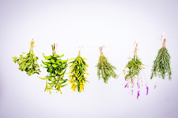 Ervas medicinais curam doenças e podem ser plantadas em casa