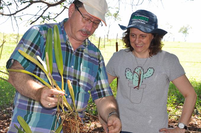 Doutores Machado Neto e Ceci em orientação sobre cultivo de orquídeas