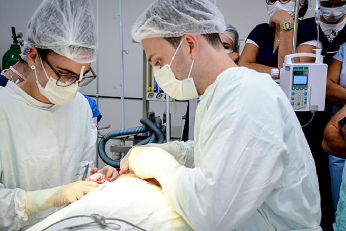 Cirurgia veterinária rara é transmitida ao vivo do HV