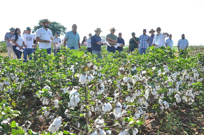 Realização do 1º Tour do Algodão na Fazenda Experimental da Unoeste, em Bernardes