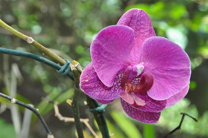 Unoeste sedia 4ª edição de simpósio nacional de orquídeas