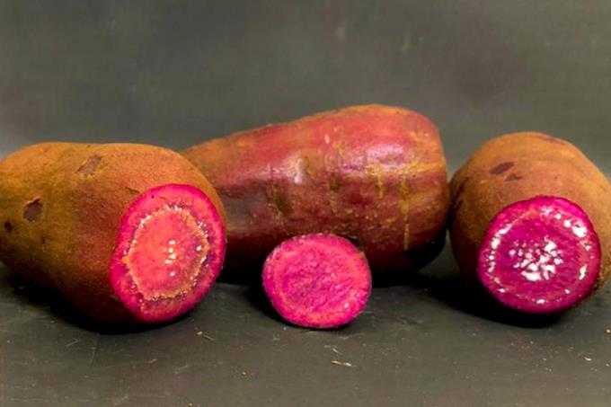 Pesquisas podem revolucionar cultura regional da batata-doce