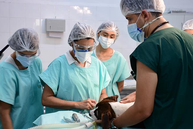 Vitória acompanhou cirurgia de um cachorro no Hospital Veterinário