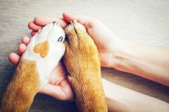 Leishmaniose x cães: entenda mais sobre essa doença