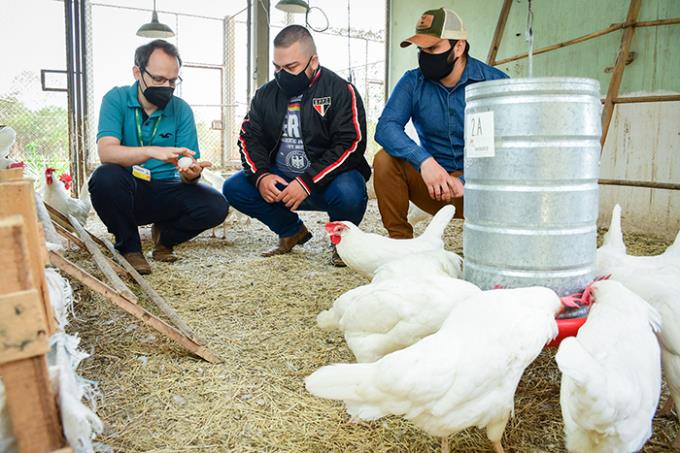 Grupo de Estudos e Pesquisa em Avicultura da Zootecnia Unoeste possibilita aprendizado prático aos acadêmicos